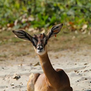 Addra Gazelle- 4th September 2024