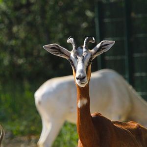 Addra Gazelle adult- 4th September 2024