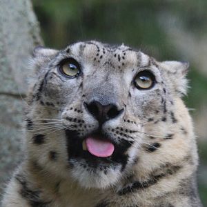 Snow Leopard- 4th September 2024