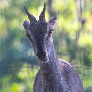 Himalayan Blue Bharal- 4th September 2024