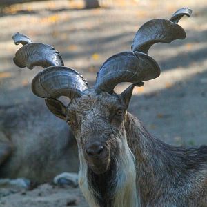 Tajik Markhor- 4th September 2024