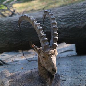 Siberian Ibex- 4th September 2024