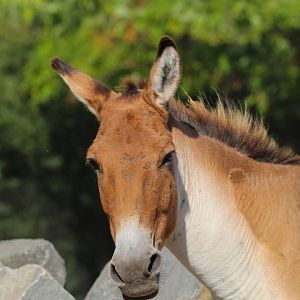 Eastern Kiang- 4th September 2024