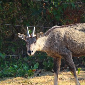 Central Chinese Goral- 4th September 2024