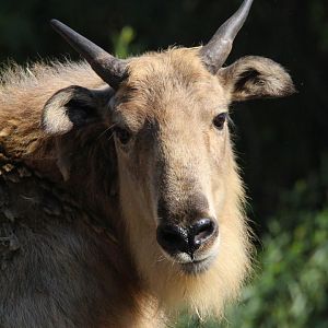 Sichuan Takin- 4th September 2024