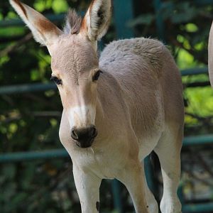 Somali Wild Ass Foal- 4th September 2024