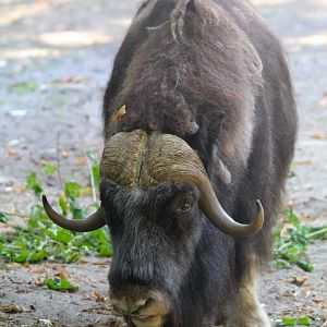 Barren Ground Musk Ox- 4th September 2024