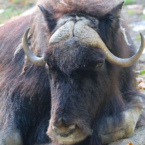 Barren Ground Musk Ox- 4th September 2024