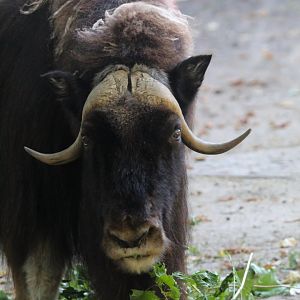 Barren Ground Musk Ox- 4th September 2024