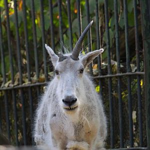 Rocky Mountain Goat- 4th September 2024