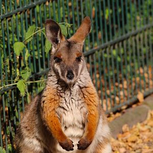 Yellow Footed Rock Wallaby- 4th September 2024