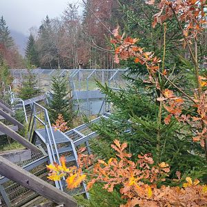 Wolf/Brown bear Connections - Wildpark Grünau/Cumberland