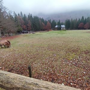 Przewalski's horse enclosure - Wildpark Grünau/Cumberland