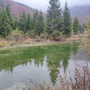 Natural pond / beaver enclosure - Wildpark Grünau/Cumberland