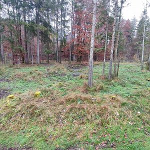 Moose enclosure 2 - Wildpark Grünau/Cumberland