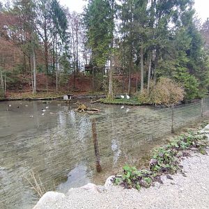 Whooper swan/Red-crowned crane enclosure - Wildpark Grünau/Cumberland