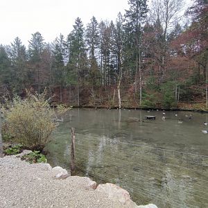 Whooper swan/Red-crowned crane enclosure - Wildpark Grünau/Cumberland