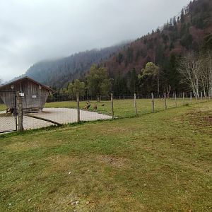 European mouflon enclosure 1 - Wildpark Grünau/Cumberland