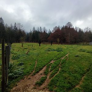 European mouflon enclosure 2 - Wildpark Grünau/Cumberland