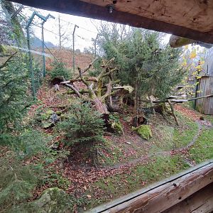 European wild cat enclosure - Wildpark Grünau/Cumberland