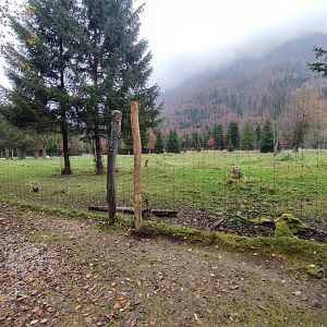 European red deer enclosure - Wildpark Grünau/Cumberland