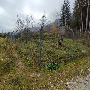 European golden jackal enclosure - Wildpark Grünau/Cumberland