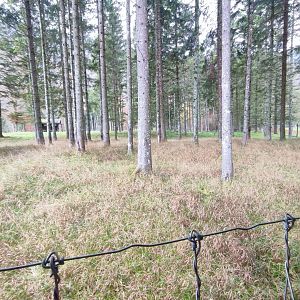 European roe deer enclosure 1 - Wildpark Grünau/Cumberland