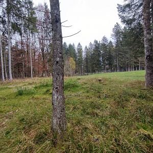 European roe deer enclosure 2 - Wildpark Grünau/Cumberland