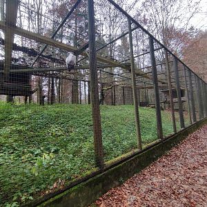 Eurasian griffon vulture/Common buzzard enclosure - Wildpark Grünau/Cumberland