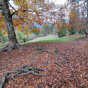 European wild boar enclosure - Wildpark Grünau/Cumberland