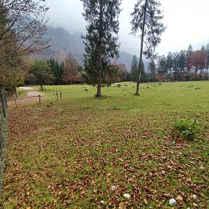 Common fallow deer enclosure - Wildpark Grünau/Cumberland