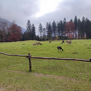 Common fallow deer enclosure - Wildpark Grünau/Cumberland
