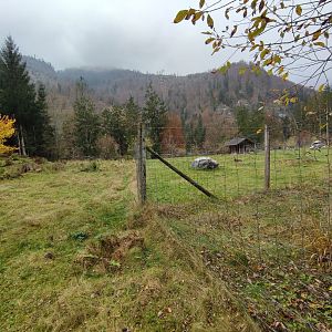 Alpine chamois enclosure 2 - Wildpark Grünau/Cumberland