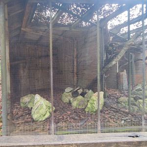 Stone marten enclosure - Wildpark Grünau/Cumberland