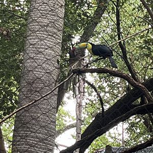 Keel-billed Toucan