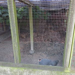 Frederikshavn Plantage - Pheasant aviary