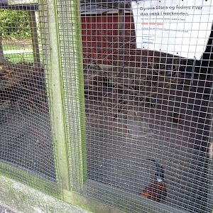 Frederikshavn Plantage - Mixed aviary
