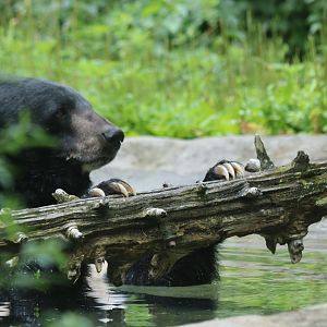 Asiatic Black Bear in the Water