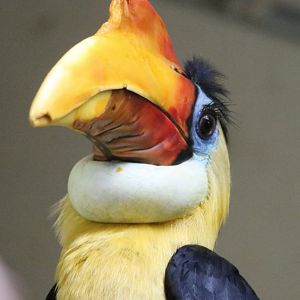 Male Wrinkled Hornbill