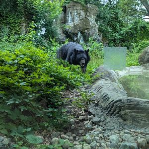 Asiatic Black Bear and Exhibit