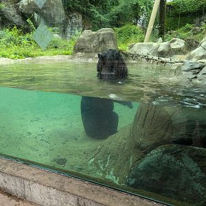 Asiatic Black Bear in Pool