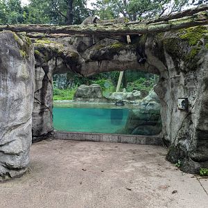 Asiatic Black Bear Underwater Viewing Area