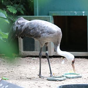 Hooded Crane