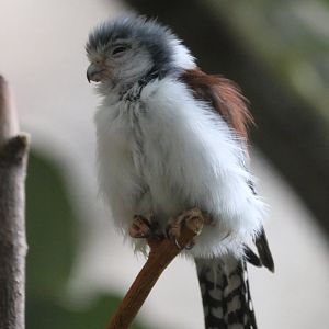 African Pygmy Falcon