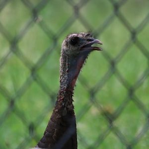 Wild Turkey in the Kori Bustard Enclosure