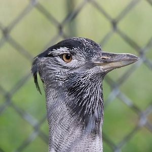 Kori Bustard Closeup