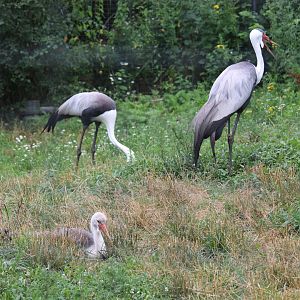 Wattled Crane Parents and Chick