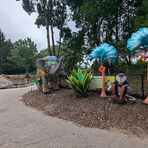 Red-shanked Douc - Lantern Light Show