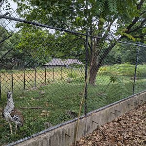 Kori Bustard Enclosure