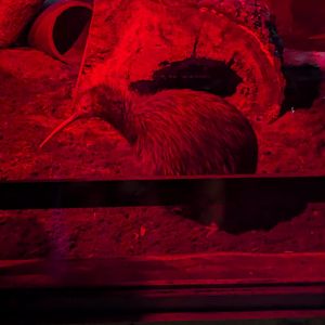 North Island Brown Kiwi